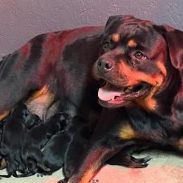 Boy 2 - Black and mahogany male Rottweiler puppy in Newfoundland, Pennsylvania from Poconopaws