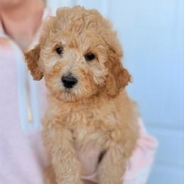 Comet - Apricot male Goldendoodle puppy in Wilson, North Carolina from Cedar Creek Doodles