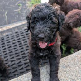 Rose - Black female Australian Labradoodle puppy in Sturbridge, Massachusetts from Pawlite Best Friends