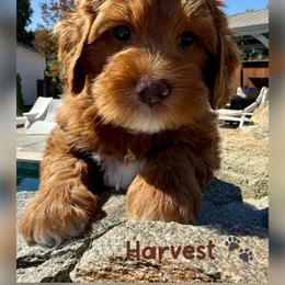 Harvest - Red male Australian Labradoodle puppy in Sacramento, California from Delta Breeze Labradoodles