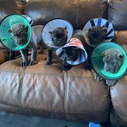 Cane Corso Puppies from Busch Kennels LLC
