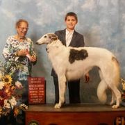 Borzoi Puppies from Ivanhoe Borzoi