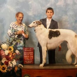 Borzoi Puppies from Ivanhoe Borzoi