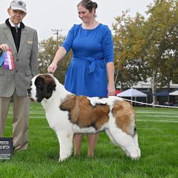 Otter - Saint Bernard