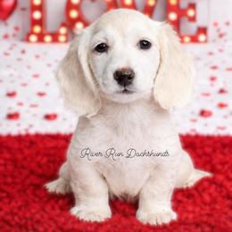 Dachshund Puppies from RRD