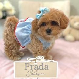 Prada - Apricot female Maltipoo puppy in Spring, Texas from GlamPaw Maltipoos