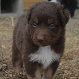 WITCHY - Red tri-color female Australian Shepherd puppy in Star City, Arkansas from Blush & Lace Aussie Co.