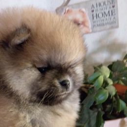Miniature American Shepherds and Pomeranians from Poetry Poms