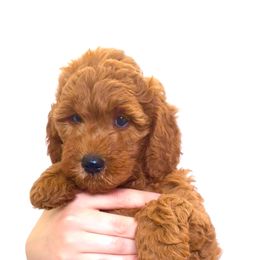"Molly" Goldendoodle Puppies from Indy Goldendoodles