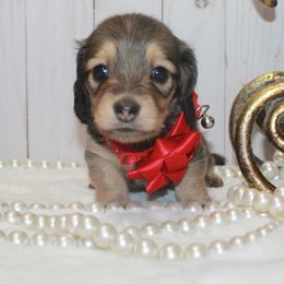 Girl 1 - Sable female Dachshund puppy in Collins, Georgia from Liberty Longhair Dachshunds