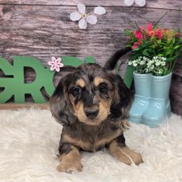 Charlie - Dapple male Dachshund puppy in Norwood, Missouri from Madra's Dashing Doxies