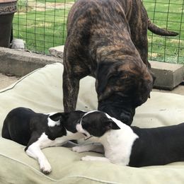 Boston Terrier and Bullmastiff All Grown Up from Melkev's Bullmastiffs and Boston Terriers