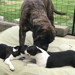 Boston Terrier and Bullmastiff All Grown Up from Melkev's Bullmastiffs and Boston Terriers