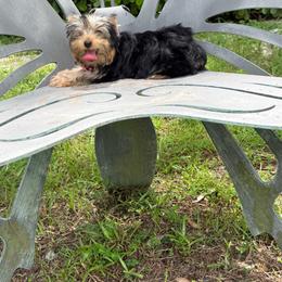 Sophie 2500 - Black and gold female Yorkshire Terrier puppy in Naples, Florida from 🤎 Dreaming Puppies 🐶