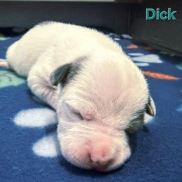 Dick - Blue brindle male American Staffordshire Terrier puppy in Clintwood, Virginia from SkyBlue Kennel