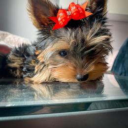 Yorkshire Terrier Puppies from Essence of Grace Yorkies