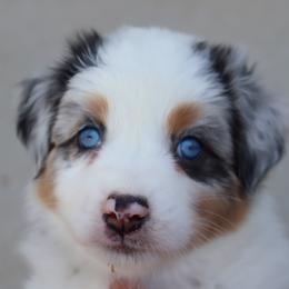 Aronia - Blue merle female Australian Shepherd puppy in Colorado from Firestone Australian Shepherds