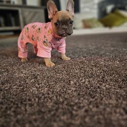 French Bulldog Puppies from Orderofthebulldogs, LLC
