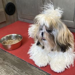Shih Tzu Puppies from Willow Lane Shih Tzus