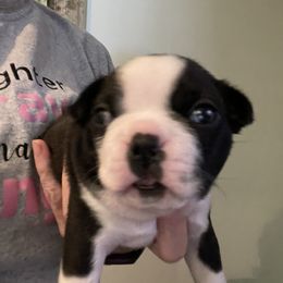 Boston Terrier Puppies from D & R Boston Terriers