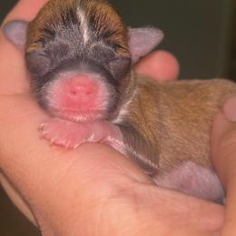 Toffee - Chocolate sabled fawn male Chihuahua puppy in New Castle, Delaware from Sasha’s Elite Kennel LLC