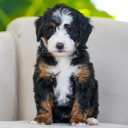 Andy - Tri-color male Bernedoodle puppy in Dundee, Ohio from Down Home Doodle