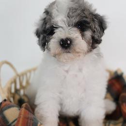Frost - Parti male Goldendoodle puppy in Pleasant Grove, Utah from Canterbury Canines