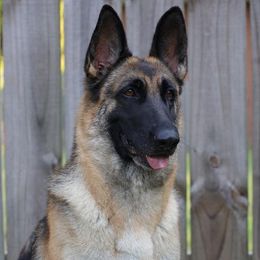Breezy - German Shepherd