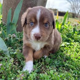 Danny (AKC and ASDR) - Red tri-color male Miniature American Shepherd puppy in Stockton, Missouri from Kizmit Farmz