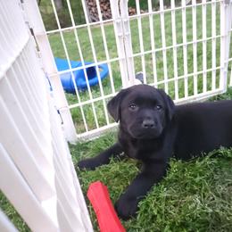 White - Black male Labrador Retriever puppy in Siloam Springs, Arkansas from Karemy Kennels (Karemy Labradors)
