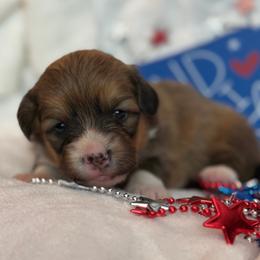 Scout - Sable female Pembroke Welsh Corgi puppy in Hotchkiss, Colorado from Grand Mesa Corgis