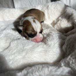 Boy 2 - Red Pembroke Welsh Corgi puppy in Idaho from Blue Sky Corgis