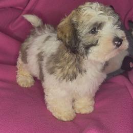 Stan - Tri-color male Coton de Tulear puppy in North Augusta, South Carolina from Furever Cotons