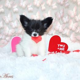 Boy 3 - White and black male Papillon puppy in Missouri from Lovely Acres