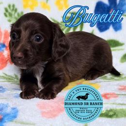 BUGATTI - Chocolate male Dachshund puppy in Columbia, Louisiana from Diamond 5R Ranch AKC & CKC Miniature Dachshunds