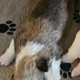 Bruno - Sable male Pembroke Welsh Corgi puppy in Walnut, Iowa from Michelle's House of Corgi's