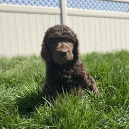 Bunny (Magenta Collar) - Brown female Poodle puppy in Monroeville, Pennsylvania from K & A Standard Poodles