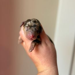 Coraline - Dapple female Dachshund puppy in Lebanon, Tennessee from Thomas Homestead and Rabbitry