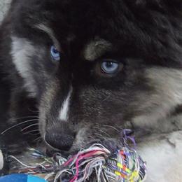Gabby - Black tan and white female Siberian Husky puppy in East Tawas, Michigan from BurnsBerg's Woolies