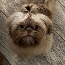 Shih Tzus from The Tzu Fighters