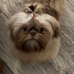 Shih Tzus from The Tzu Fighters