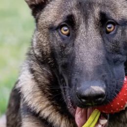 Belgian Malinois, Dutch Shepherds, and German Shepherds from Stay Wild K9