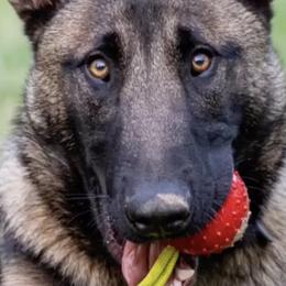 Belgian Malinois, Dutch Shepherds, and German Shepherds from Stay Wild K9
