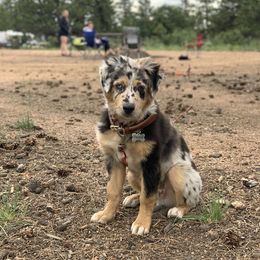Australian Shepherd Puppies from 5280 Australian Shepherd