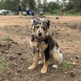 Australian Shepherd Puppies from 5280 Australian Shepherd