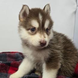 Independence - Red and white male Siberian Husky puppy in Kansas City, Missouri from Anuun's Huskies