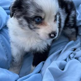 Regina - Blue merle female Australian Shepherd puppy in Kimbolton, Ohio from Wagon Wheel Aussies