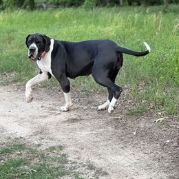 Reba - Great Dane