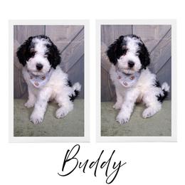 Buddy - Fully Furnished - Stunning - Black and white male Bernedoodle puppy in Bowling Green, Ohio from Windy Creek Doodles