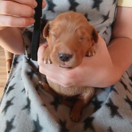 Black - Dark golden male Golden Retriever puppy in Lanesboro, Minnesota from Eagle Ridge Golden Retrievers